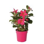 Nura Botanik Pembe Mandavilla Dipledenya Salon Bitkisi, Hollandadan İthal, 30-35cm