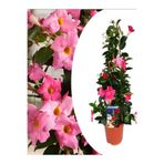 Nura Botanik Pembe Mandevilla Sandavilla 30-60 cm Çiçekli Bitki, Bahçe Balkon Teras İçin