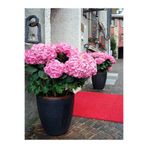 Nura Botanik Pembe Ortanca (Hydrangea Macrophylla), 30-50 cm, 1 Adet Tüplü Çiçekli Bahçe Balkon Bitkisi