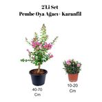 Nura Botanik Pembe Oya Ağacı Fidanı + Karanfil Çiçeği 2'Li Set, Dış Mekan Bitkisi