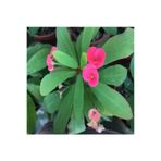 Nura Botanik Pembe Renk Dikenler Tacı Çiçeği, 15-35 cm Saksılı Çiçekli Bodur Bitki, Euphorbia Milii