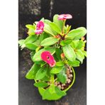 Nura Botanik Pembe Renk Milli Dikenler Tacı Çiçeği Fidanı, 15-25 cm Saksılı Pink Euphorbia