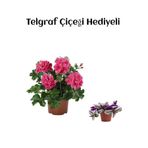 Nura Botanik Pembe Sakız Sardunya Çiçeği Fidanı, Hediyelik