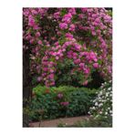 Nura Botanik Pembe Sarmaşık Gül Fidanı, Mis Kokulu, Saksılı, 70-110 cm, Pink Climbing Rose