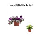 Nura Botanik Pembe Telgraf (Nanouk) Çiçeği, Sarı Milii Kaktüs Hediyeli