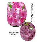 Nura Botanik Pembe Zakkum Fidanı Saksılı 30-60cm, Erguvan Ağacı 40-70cm Combo Set