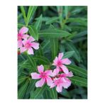 Nura Botanik Pembe Zakkum Fidanı Saksılı 40-65 cm, Oleander, Çiçekli Bodur Bitkiler