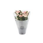 Nura Botanik Pink Ithal Euphorbia Milii Pembe Dikenler Tacı Özel Tür Fidesi