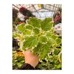 Nura Botanik Plectranthus Forsteri Adaçayı Kokulu Bitki, Sarkıcı Tür, Saksılı