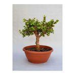 Nura Botanik Portulacaria Afra Yeşim Çiçeği, 15-30 cm, İç Mekan Bitkisi, Saksılı