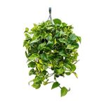 Nura Botanik Pothos Sarmaşığı Askılı Saksıda, Epipremnum Aureum Bitkisi