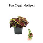 Nura Botanik Renkli Yapraklı Yaprak-Cam Güzeli, Buz Çiçeği Hediyeli, Çiçekli Bodur Bitki