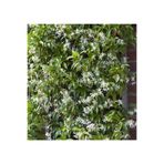 Nura Botanik Rhyncospermum Jasminoides Arap Yasemini Yasemin Fidanı, Beyaz Çiçekli
