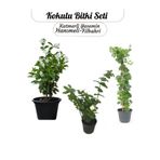 Nura Botanik Saksılı 3'lü Koku Seti, Katmerli Ful Yasemin ve Mis Kokulu Hanımeli, Filbahri