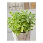 Nura Botanik Saksılı Adaçayı Salvia Demlemelik Fide, 18-20 cm Boy