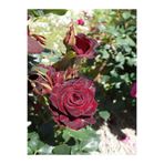 Nura Botanik Saksılı Aşılı Gül Burgundy Rose, Bordo Renk, 30-60 cm, 2 Adet