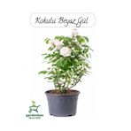 Nura Botanik Saksılı Beyaz Gül Fidanı, 30-50 cm, Bahçe Gülü, 1 Adet