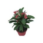 Nura Botanik Saksılı Ebruli Dikenler Tacı Japon İğnesi Euphorbia Milii, 5-15 cm