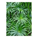Nura Botanik Salon Bitkisi Japon Şemsiyesi, 1 Adet Saksılı, 50-60cm, Cyperus Alternifolius, Yeşil