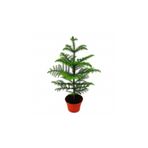 Nura Botanik Salon Çamı Arokarya, 60-80 cm, Saksılı, Tüplü, İç Mekan Bitkisi