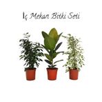 Nura Botanik Salon Çiçek Seti, Yeşil Benjamin (40-60cm), Kauçuk (50-60cm), Alacalı Benjamin Çiçeği (40-50cm)