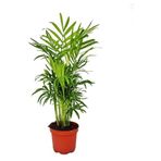 Nura Botanik Şamadora Dağ Palmiyesi, 20-40 cm, Saksılı İç Mekan Bitkisi, Chamaedorea Elegans