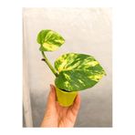 Nura Botanik Sarı Alacalı Pothos Salon Sarmaşığı, Mini Saksıda, 5-15cm, İç Mekan Bitkisi