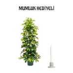 Nura Botanik Sarı Alacalı Şeflera Bitkisi, Salon Bitkisi, Mumluk Hediyeli