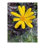 Nura Botanik Sarı Çalı Papatyası Çiçeği Fidanı, 23-40 cm Saksılı, Euryops Pectinatus
