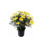 Nura Botanik Sarı Çalı Papatyası Coreopsis, 20-30 cm, 1 Adet Saksı, Dış Mekan Bitkisi