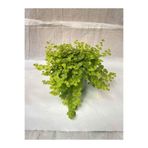 Nura Botanik Sarı Çiçekli Sarı Kız Çiçeği, 1 Adet, Askılı Saksıda, 30-40 cm, Altın Kolye