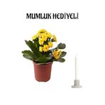 Nura Botanik Sarı Kalanşo (Kalanchoe) Çiçeği, Mumluk Hediyeli