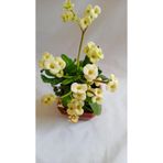 Nura Botanik Sarı Renk Dikenler Tacı (Euphorbia), 15-45 cm, Saksılı Kaktüs