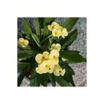 Nura Botanik Sarı Renkli Euphorbia (Milli Dikenler Tacı) Çiçeği, 15-25cm Saksılı