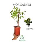 Nura Botanik Sarmaşık Mor Salkım Ağacı Fidanı, 40-60 cm, Saksılı, Yeşim Para Çiçeği Hediyeli
