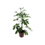 Nura Botanik Schefflera Şeflera Çiçeği, 50-80 cm, Yeşil, Saksılı İç Mekan Bitkileri