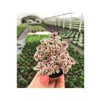Nura Botanik Sedum Tricolor 3 Renkli Sukulent, 5.5 cm Saksıda