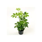 Nura Botanik Şeflera Schefflera Bitkisi 50-70 cm, Beş Parmak Bitkisi, Yeşil