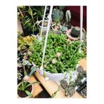 Nura Botanik Senecio Rowleyanus Tesbih Çiçeği Askılı Saksıda