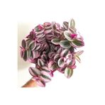 Nura Botanik Serada Decor&Plant Mor Telgraf Çiçeği Nanouk Zebrina Sukulent, 5,5 cm, 1. Kalite