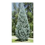 Nura Botanik Servi Çamı Fidanı, 30-70cm, Saksılı Tüplü, Cedar Pine Tree Sapling