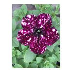Nura Botanik Siyah Çilli Petunya Çiçeği Fidanı, 15-30 cm, Tüplü, Petunia Hybrida