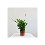 Nura Botanik Spatifilyum Barış Çiçeği Spathiphyllum Bellini, 10 cm Saksı, 25-30 cm Yükseklik, Beyaz Çiçekli