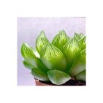 Nura Botanik Sukulent Haworthia Cooperi
