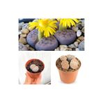 Nura Botanik Taş Kaktüs Lithops Özel Tür, 5.5 Saksı