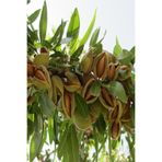 Nura Botanik Teksas Badem Fidanı Aşılı, Yüksek Verimli, Soğuğa Dayanıklı, 70-90 cm