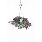 Nura Botanik Telgraf Çiçeği Askılı Saksı, Tradescantia Zebrina, Çiçekli Bodur Bitki