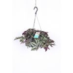 Nura Botanik Telgraf Çiçeği Askılı Saksı, Tradescantia Zebrina, Mor-Yeşil