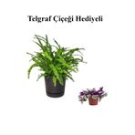 Nura Botanik Telgraf Çiçeği Hediyeli, İç Mekan Bitkisi, Yeşil