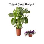 Nura Botanik Telgraf Çiçeği Hediyeli, Parlak Geniş Yapraklı Deve Tabanı Bitkisi, Yeşil